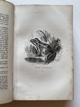 Природнича історія. Gilbert White. The Natural History of Selborn, London 1854, гравюри, фото №12