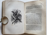 Природнича історія. Gilbert White. The Natural History of Selborn, London 1854, гравюри, фото №13