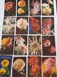 Комплект открыток "Хризантемы " 15 шт. 1974г., фото №2
