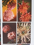 Комплект открыток "Хризантемы " 15 шт. 1974г., фото №6