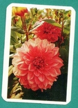  флора квіти НДР ГДР, фото №2