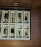 Коллекция насекомых, фото №4