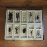 Коллекция насекомых, фото №5