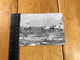 Фото верблюды в степи ссср, фото №3