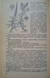 Довідник із заготівлі лікарських рослин. 1983 р., с. 296 стор. 1 - шт., фото №9