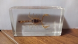 Скорпион в пластиковом саркофаге, фото №2