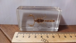 Скорпион в пластиковом саркофаге, фото №3