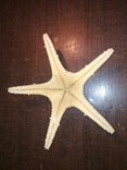 Морська зірка, photo number 5
