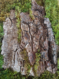 Фито картина на лесную тематику, кора дерева во мхе, композиция из мха и коры фито панно, фото №4