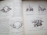 Атлас анатомии человека,том1,авт.Р.Д.Синельников,1952 рік, фото №4
