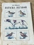 Аникеев Натаска легавой 1979 год, фото №2