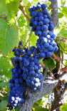 Набір черенків винограду для вина, photo number 2