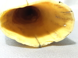 Зуб Кашалота , Вес 159 грамма, фото №4