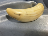 Зуб Кашалота , Вес 159 грамма, фото №2