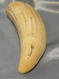 Зуб Кашалота , Вес 159 грамма, фото №7