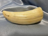 Зуб Кашалота , Вес 159 грамма, фото №8