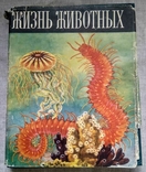 Життя тварин, 1968, том 1, Л. А. Зінкевич, Просвітництво, фото №2
