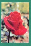 Флора квіти троянда роза Болгарія, фото №2