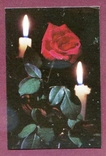 Флора квіти троянда роза Дніпропетровськ, фото №2