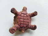 Черепаха з 1994 р., фото №7