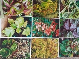 Комплект "Комнатные растения- бегониевые "выпуск 3,16шт, 1987г., фото №4