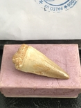 Зуб Мозазавра( сертификат), фото №3