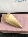 Зуб Мозазавра( сертификат), фото №4