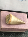 Зуб Мозазавра( сертификат), фото №5