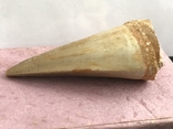 Зуб Мозазавра( сертификат), фото №9