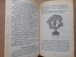 Александрова "Комнатное цветоводство", фото №10