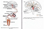 Фізіологія нервової системи.Авт.В.Мороз та ін.2001 р., фото №7