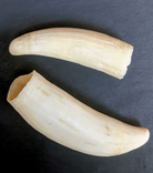  Зубы молодых кашалотов, 125 г, фото №2