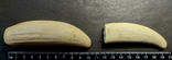  Зубы молодых кашалотов, 125 г, фото №4