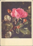 Листівка Е. Ігнатович 1963 квіти троянда открытка Е. Игнатович 1963 цветы роза, фото №2