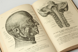 Дореволюційний атлас анатомії людини Вільгельм Гіз Спалтехольц 1901-1906 книга, фото №5