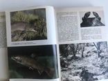 Ілюстрована енциклопедія риб. Мистецтво. Франк. Видавництво ARTIJA, Прага. Рік випуску: 1975., фото №5