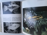 Ілюстрована енциклопедія риб. Мистецтво. Франк. Видавництво ARTIJA, Прага. Рік випуску: 1975., фото №7