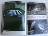 Ілюстрована енциклопедія риб. Мистецтво. Франк. Видавництво ARTIJA, Прага. Рік випуску: 1975., фото №13