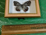 Бабочка в рамке, фото №5