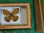 Бабочка в рамке, фото №6