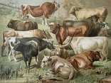 1895 Коровы Быки Хромолитография дореволюционная, фото №3