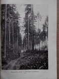Лесной журнал 1910г. С фотографиями лесов, фото №6