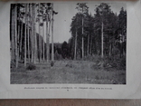 Лесной журнал 1910г. С фотографиями лесов, фото №8