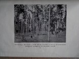 Лесной журнал 1910г. С фотографиями лесов, фото №9