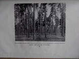 Лесной журнал 1910г. С фотографиями лесов, фото №10