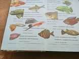 Содержание и разведение аквариумных рыб, фото №5
