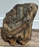 Скам'яніле дерево (вага 6.100 кг), фото №2