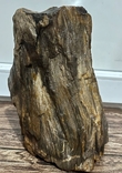 Скам'яніле дерево (вага 6.100 кг), фото №5