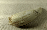  Зуб кашалота, 130 г, фото №2