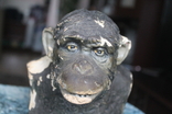 Бюст шимпанзе наглядное пособие, фото №5